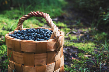 Fresh, organic, forest blueberries in a basket on the background of the forest.