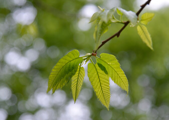 森の若葉　新緑