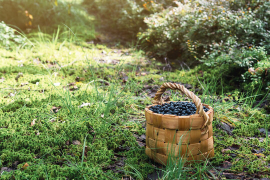 Image of a basket with wild blueberries, concept of healthy, ecological food.