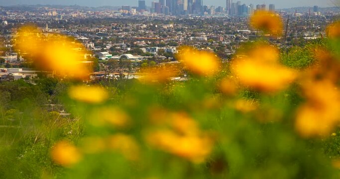 Los Angeles City Skyline Panorama Spring Flowers Day Foreground Timelapse 4k