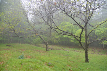 霧ヶ峰高原　朝霧の風景　長野県