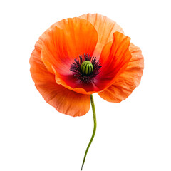 Iceland poppy flower isolated on transparent background