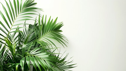 Tropical palm leaves against white wall, sunlight coming from side and shadows, summer advertising copy space