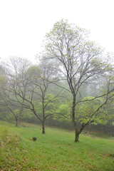 霧ヶ峰高原　朝霧の風景　長野県