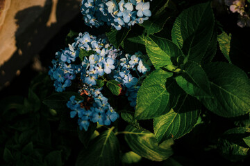 Hydrangea,Hydrangea has the most colors, the flower wilts more easily than other flowers, and the...