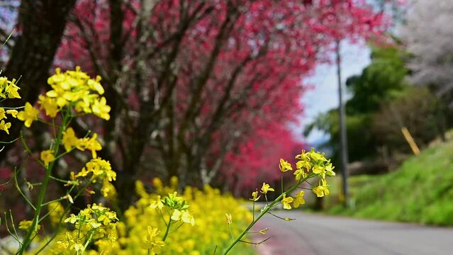 満開の赤い花桃と菜の花（ピント位置を手前から奥へ）