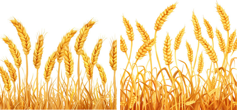 Cartoon farm field background with golden wheat spikes
