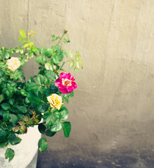 The rose in the morning sun in the beautiful garden,Valentines day card with rose flowers, Michelangelo,Winchester Cathedral,Winchester Cathedral rose  continues to bloom at regular 