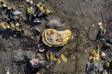 Oyster and Mussel Shells in Mudflats during low Tide in North Sea,Wattenmeer National Park,Germany