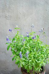 Salvia farinacea forming a group of perennial Salvia farinacea 10 - 30cm tall, branched, square stem, narrow leaves. Purple and blue flowers bloom from summer to fall