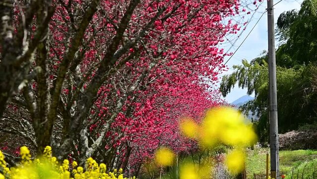 満開の赤い花桃と菜の花（ピント位置を奥から手前へ）