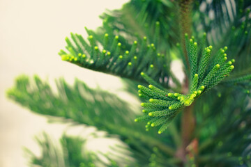 Abies nordmanniana proving the intense vitality and magic of nature. The coniferous Abies...