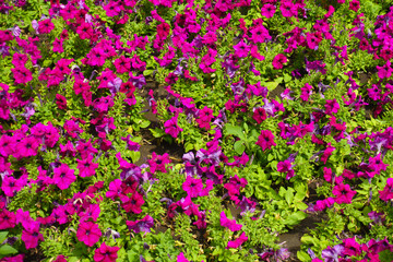 Numerous magenta colored flowers of petunias in July