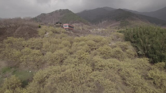 Paysage du printemps en Cor&eacute;e du Sud avec des fleurs jaunes