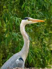 Reiher