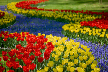 beautiful landscape in the park, arrangement with tulips in spring.