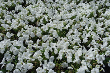 Abundance of white flowers of petunias in July