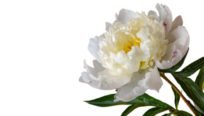 シャクヤク　中国　恥じらい　透過　PNG