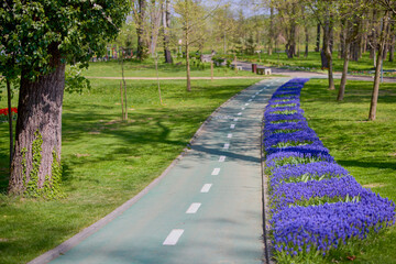 beautiful landscape in the park, arrangement with tulips in spring.