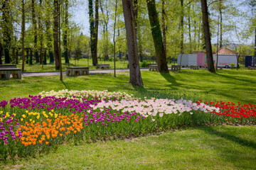 Obraz premium beautiful landscape in the park, arrangement with tulips in spring.