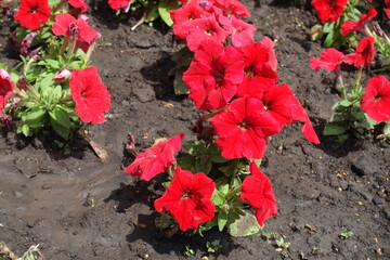 Bunch of red flowers of petunias in June