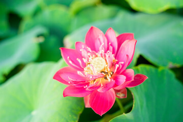Lotus,Lotus flowers in the evening,Close-up of lotus water lily,Close-up of water lily blooming outdoors,Close-up of lotus water lily,