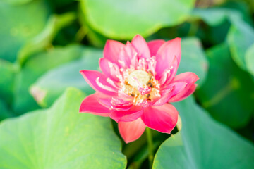 Lotus,Lotus flowers in the evening,Close-up of lotus water lily,Close-up of water lily blooming...