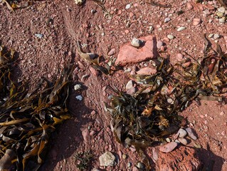 A closeup view of a red sandy beach with pebbles and brown kelp or seaweed on a beach in Wales.