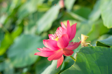 Fototapeta premium Lotus,Lotus flowers in the evening,Close-up of lotus water lily,Close-up of water lily blooming outdoors,Close-up of lotus water lily,