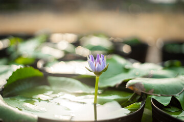 Nymphaeaceae,lakes and swamps, with leaves and flowers floating on the water surface, water lily leaves are round, single leaves, growing alternately. Twisted flowers - obrazy, fototapety, plakaty