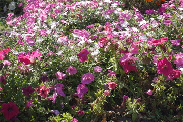 Lots of flowers of petunias in shades of pink in October