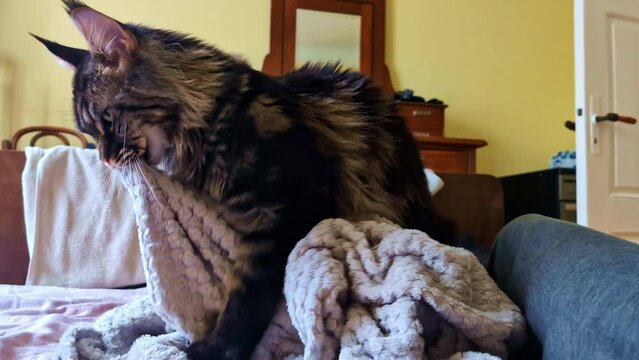 Beautiful Maine coon feline arching it's back, cat playing through sheets and bit with a wild beastly face
