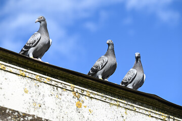 oiseaux pigeon