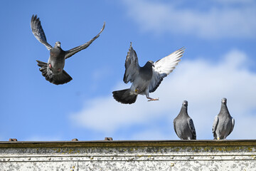 Obraz premium oiseaux pigeon