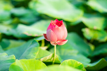 Lotus,Lotus flowers in the evening,Close-up of lotus water lily,Close-up of water lily blooming...