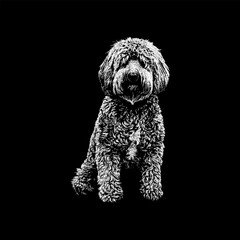 Petite Goldendoodle hand drawing vector isolated on black background.