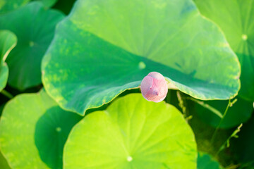 Lotus,Lotus flowers in the evening,Close-up of lotus water lily,Close-up of water lily blooming...