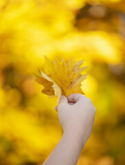 female hand holding yellow maple leaf against nature blurred background with sun light rays.