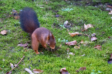 squirrel in the grass building a nest 