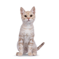 Alert European Shorthair cat kitten, sitting up facing front. Looking to camera with a lot of attitude. Isolated on a white background.