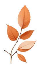 Fototapeta premium Beautiful and simple botanical flower transparent background