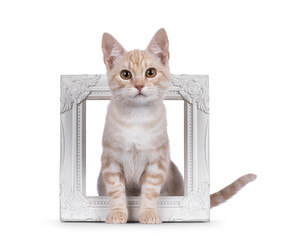 Alert European Shorthair cat kitten, sitting througt white photo frame. Looking to camera with a lot of attitude. Isolated on a white background.