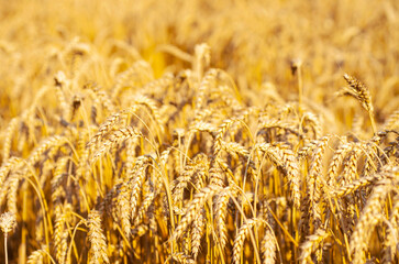 Fototapeta premium Fields of wheat at the end of summer fully ripe
