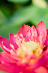 Obraz premium Lotus,Full bloom Royal lotus flowers among green leaves in famous Summer lotus pond of West Lake.