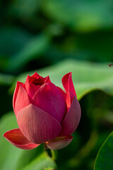 Lotus,Full bloom Royal lotus flowers among green leaves in famous Summer lotus pond of West Lake.