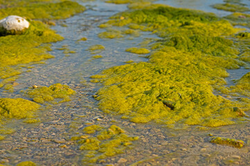 Detail of green coloured algae in the river.