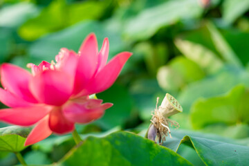 Lotus,Artificially created bio system with a beautiful white lotus flower, marsh plants and algae,Close-up of lotus water