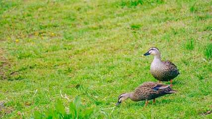 草原の鴨