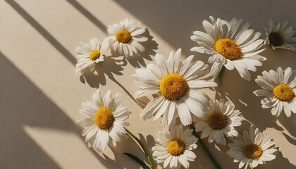 Obraz premium chamomile, field, yellow, garden, white, camomile, meadow, grass, blossom, flora, bloom, petal, beauty, 