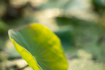 Lotus,Artificially created bio system with a beautiful white lotus flower, marsh plants and algae,Close-up of lotus water